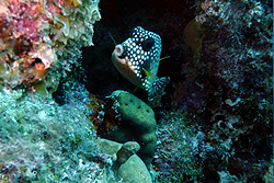 trunkfish