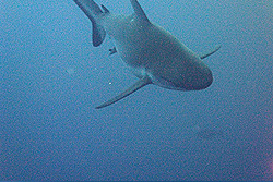 Diving with sharks